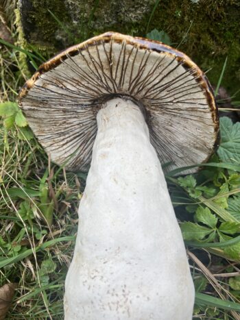 Großer Pilz – Bild 3